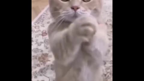 Cat Funny Video- Very Funny