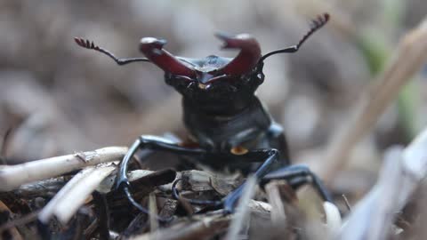 Stag Beetle