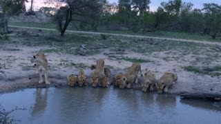 South Africa lions