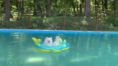 Dogs Funny Videos- Cute Dog Video - Mini Pomeranian boating