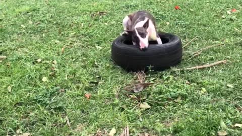 Bull Terrier Having Trouble with a Tire