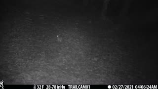 Bunny Hopping Through the Woods in the Rain