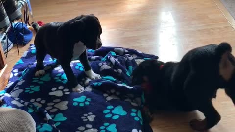 Puppy King of the bed.