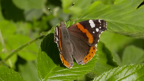 How To Catch Baby Butterfly on Green Leaf