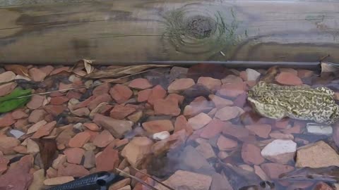 Wild Frog Saved from Swimming pool!