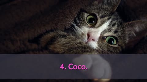 Cutest Cat Names - TOP 10 Cutest Cat Names 💚💙💜