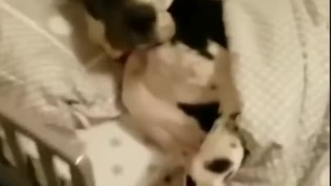 Dog Sleeping In His Bed, Very Funny and Cute - TikTok Dogs (#Funny #Animals #439)