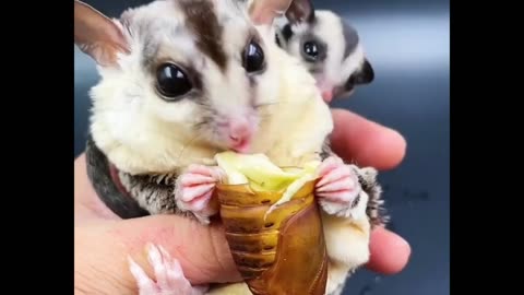 Cute Sugar Glider Eating Cheese Bug ❤️