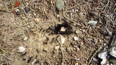 Velvet Ant: The Cow Killer