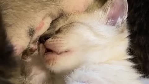 The cutest 😺 sound ❤️by baby cat 🐈😺