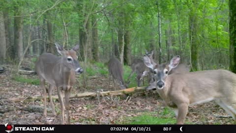 Bucks with Budding Antlers Rise Up On Hind Legs