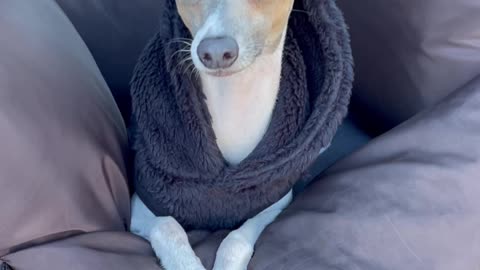 Italian Greyhound riding "shotgun" in Spyker car