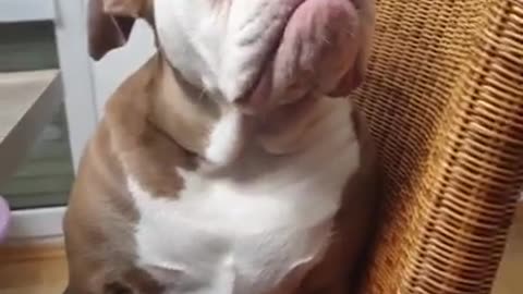 Dog 🐶 funny video