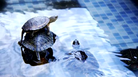 Turtles resting in a pool