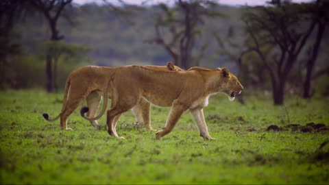 Waking Two Lion