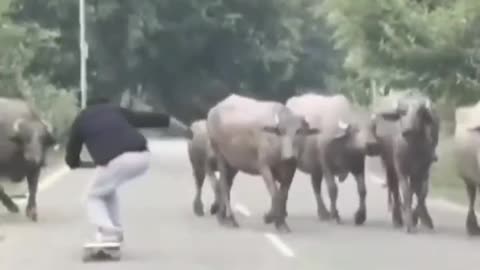 down hill skateboarder going flat chat gets charged by a cow