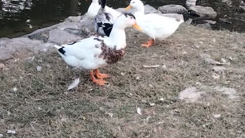 Ducks 🦆 Video By Kingdom of Awais