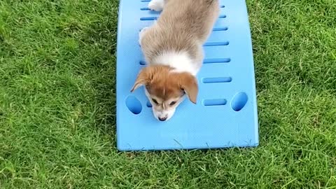 Corgi Slowly Slides into Monday