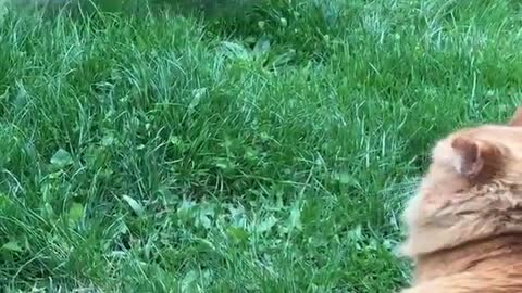 Orange cat watches white dog run back and forth in the grass