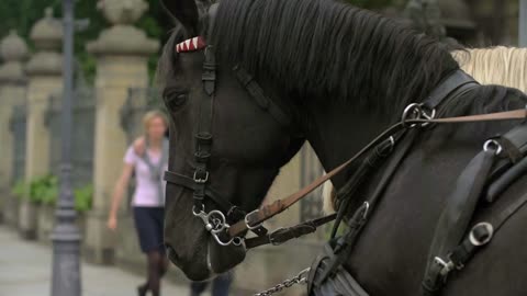 Europen Horse Harnessed Pulling Carriage Dresden Castle Germany Tourism Frauenkirche Garden