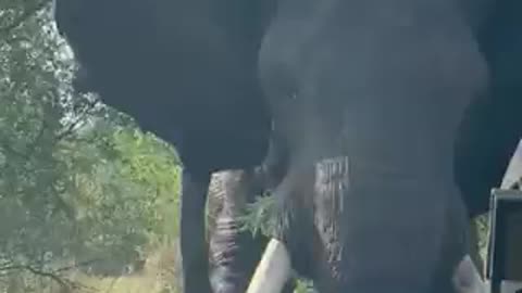 Elephant attacks safari truck, terrifying video goes viral