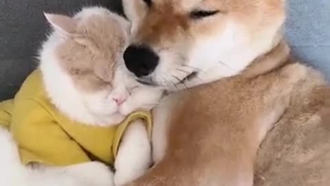 Funny dog and cat sleeping with together and