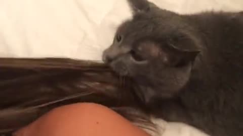 Kitty Turns Teeth Into Hairbrush