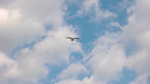 videoblocks-seagull-flying-in-slow-motion-bird-in-the-sky-through-the-clouds