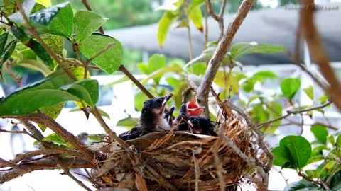 Mother bird feeding bird babies to grow (Red-whiskered Bulbul)