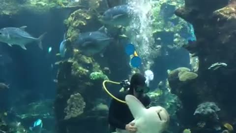 Leopard Shark Enjoys Belly Rub by Aquarium Worker