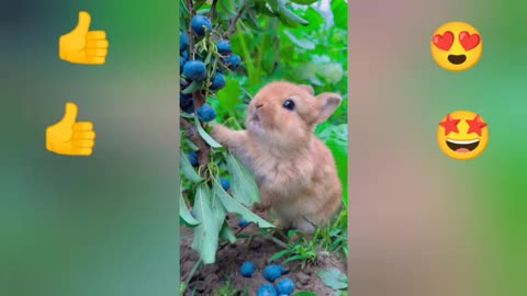 Lapin qui mange des fruits