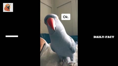 Funny and Cute Parrots Compilation - Pet Birds