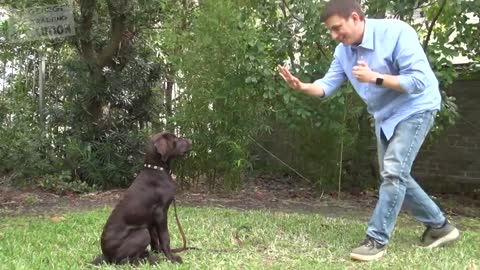 how to train dog to sit