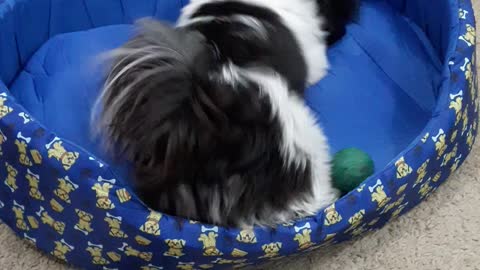 MOLEKINHO HAVORATH SHOWING HIS TOYS (Part 1) #my9shihtzu