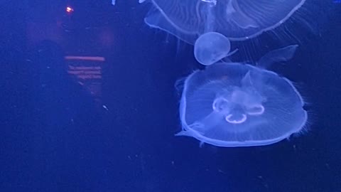 Group of Jellyfish Swimming Underwater Uploaded at Resolution 1080px x 1920px (Quad HD)