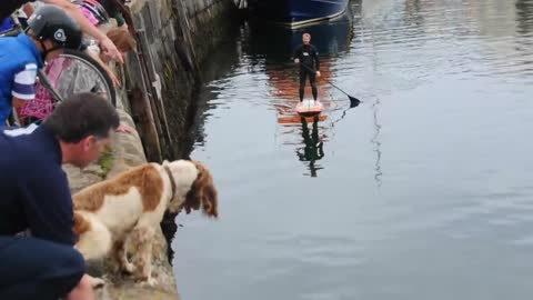 Shark in Portrush Harbour (Northern Ireland)