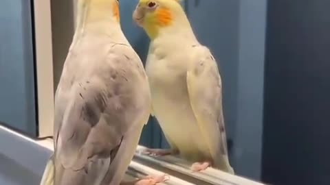 The cockatiel bird stands on the mirror and sings with a beautiful and attractive voice