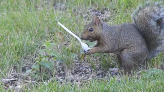 Squirrel loves that Peanut Butter!!