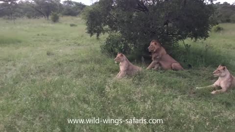 Warthog runs right into a pride of lions"