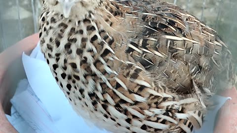 Quail baby bird looks small it lays eggs the bird lays two eggs hatchlings its meat is very tasty