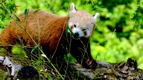 Red Panda Chilling