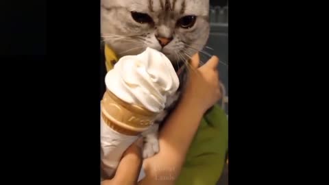 Cute and funny pets Try not to laugh to these compilation