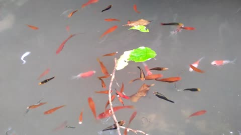 Amazing! Fish EAT