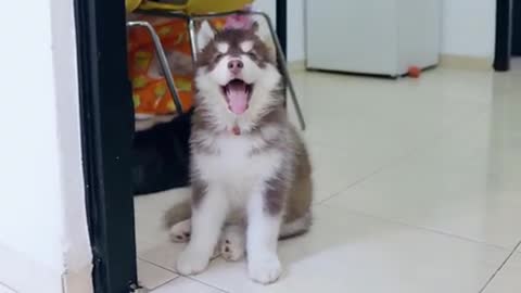 Siberian husky