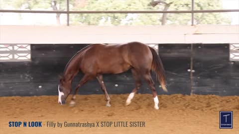 LOT 238 Filly by Gunnatrashya X STOP LITTLE SISTER