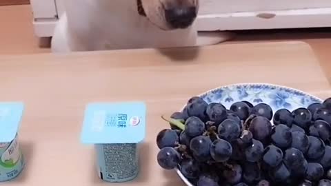 Pudding Was Taken Away And The Dog Rejected The Grapes