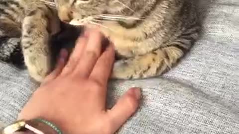 Cat doesnt want to stop scratches