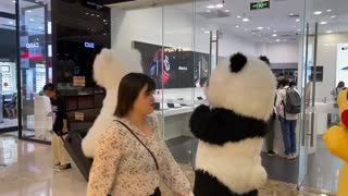 Adorable Panda Parade in China