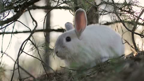 White rabbit in a summer forest