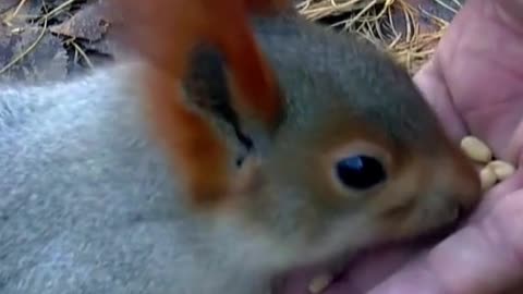 squirrel taking food from human hand